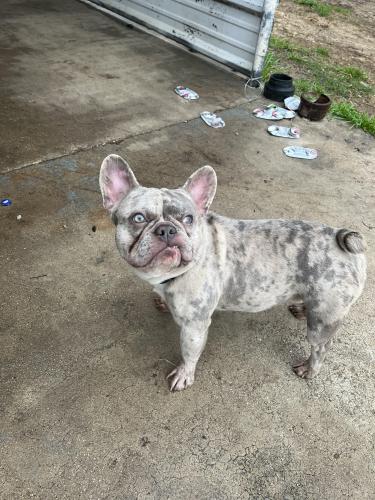 Lost Male Dog last seen NW 19st and Belmont ave. , Fort Worth, TX 76164