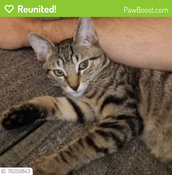 Reunited Male Cat last seen McCune and Glendon , Los Angeles, CA 90034