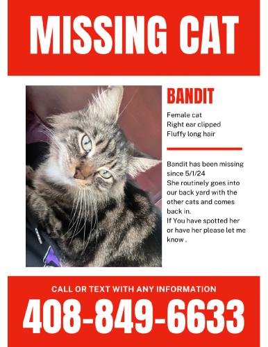 Lost Female Cat last seen Cedro st and Yermo, San Jose, CA 95111