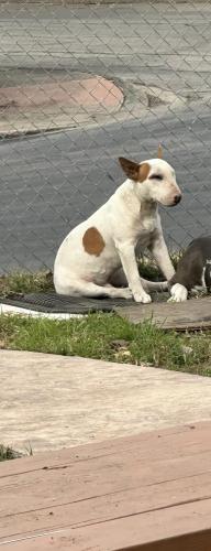 Lost Male Dog last seen MLK/E Commerce , San Antonio, TX 78220