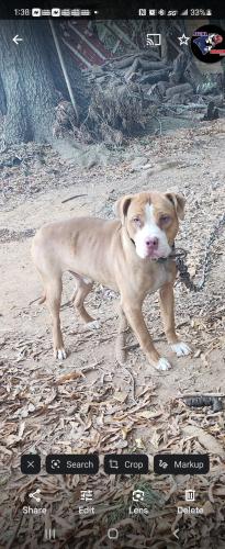 Lost Male Dog last seen Mt Holly Huntersville rd, Charlotte, NC 28216