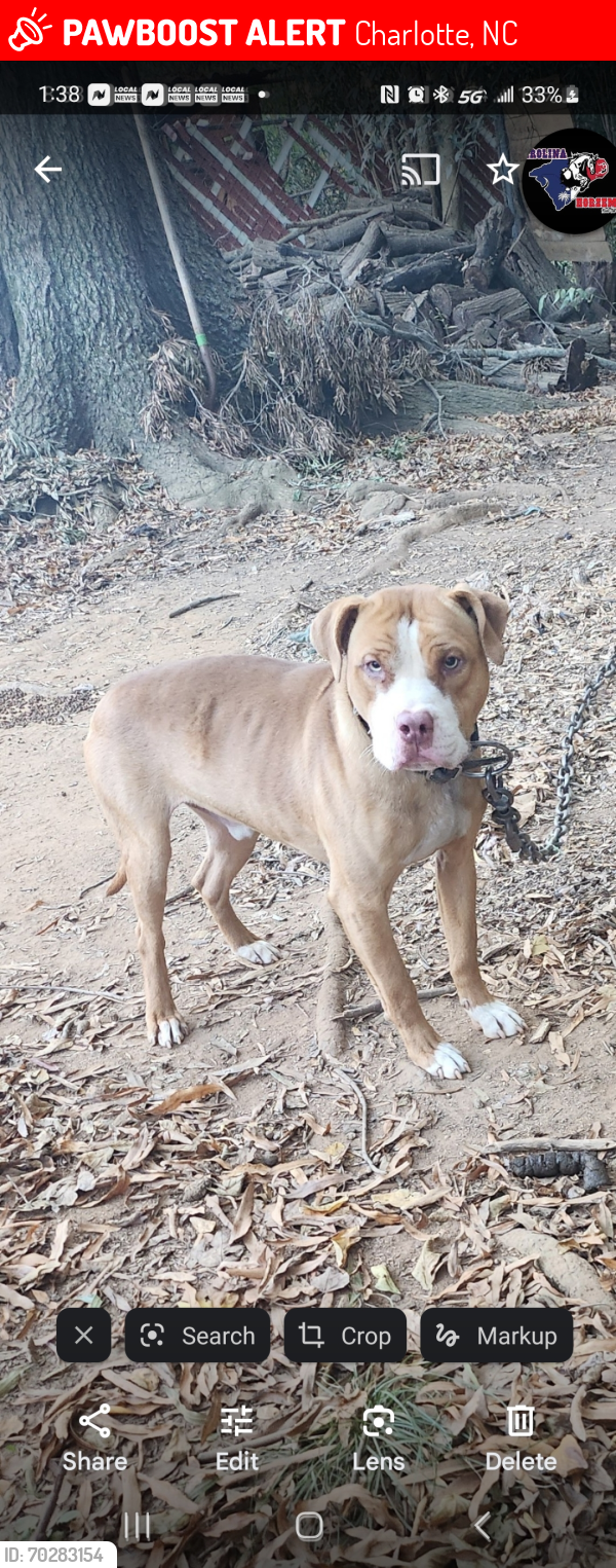 Lost Male Dog last seen Mt Holly Huntersville rd, Charlotte, NC 28216