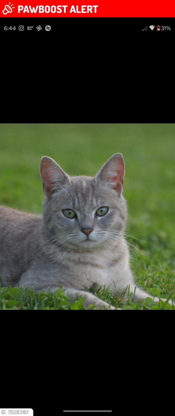 Lost Female Cat last seen Sugar loaf road, Connelly Springs, NC 28612