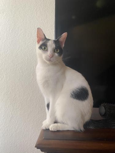 Lost Female Cat last seen Town hse, Hollywood, FL 33021