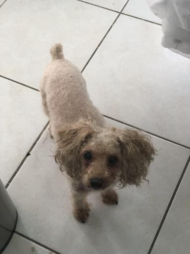 Lost Male Dog last seen Near Street , Save  a lot , Fort Pierce, FL 34950