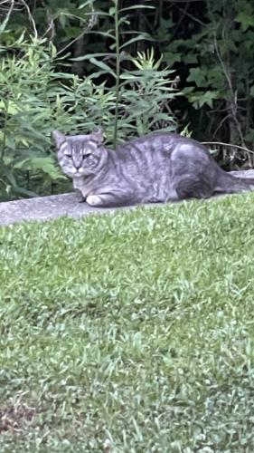 Lost Unknown Cat last seen Near Cozy Nest Way, Somerville scene sitting on the retaining wall at the end of the cul-de-sac, Summerville, SC 29483