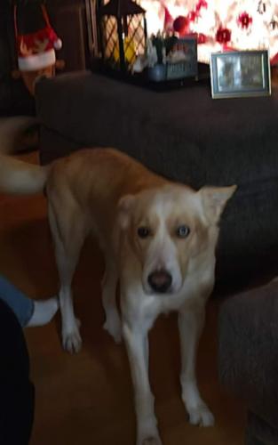 Lost Male Dog last seen Clay Mathis, Mesquite, TX 75181
