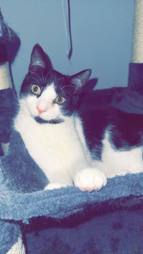 Lost Male Cat last seen Sewells Point and Johnstons Rd , Norfolk, VA 23513