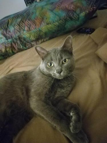 Lost Male Cat last seen Riverview Drive, Macedonia, OH 44056