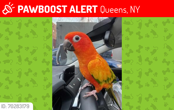 Lost Female Bird last seen Whitestone, NY, Queens, NY 11357