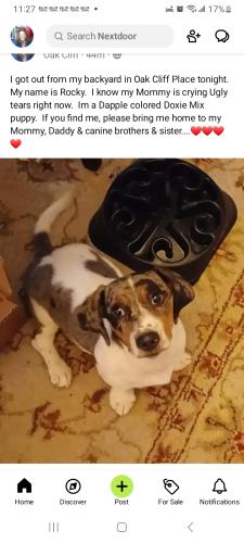 Lost Male Dog last seen Oak Acres, Houston, TX 77065