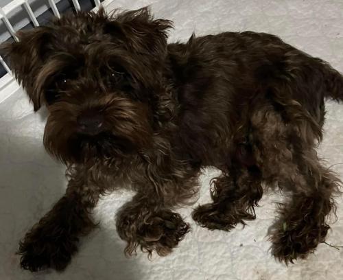 Lost Female Dog last seen Meadowbrook and Hitson Lane, Fort Worth, TX 76112