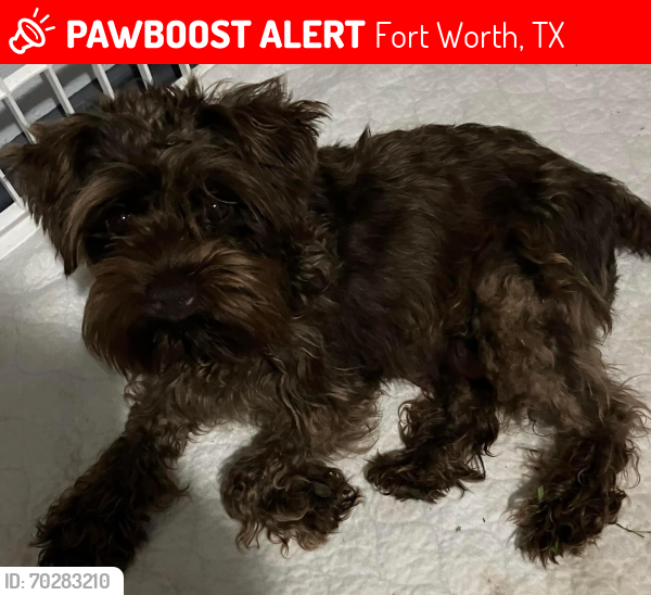 Lost Female Dog last seen Handley area, Fort Worth, TX 76112