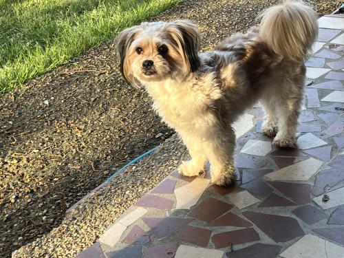 Lost Female Dog last seen Near Reed Ave Memphis Tennessee , Memphis, TN 38108