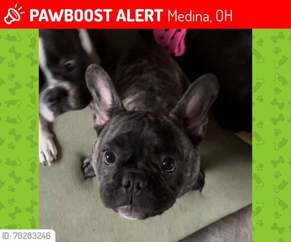 Lost Male Dog last seen Target, Hillview way, Medina, OH 44256