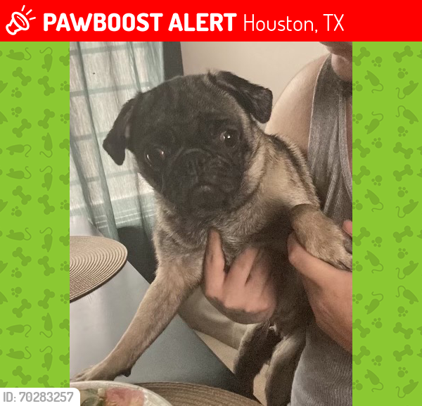 Lost Female Dog last seen werrington, Houston, TX 77073