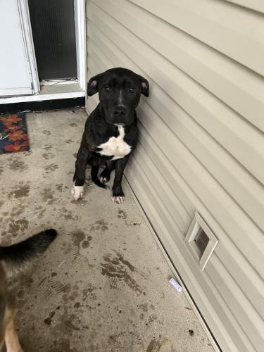 Found/Stray Female Dog last seen Coburg rd, Columbus, OH 43227