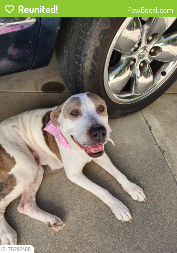 Reunited Female Dog last seen Dorothea and Fullerton , La Habra Heights, CA 90631