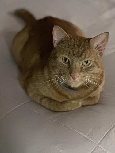 Lost Male Cat last seen Independence Ave and Federal Street, Quincy, MA 02169
