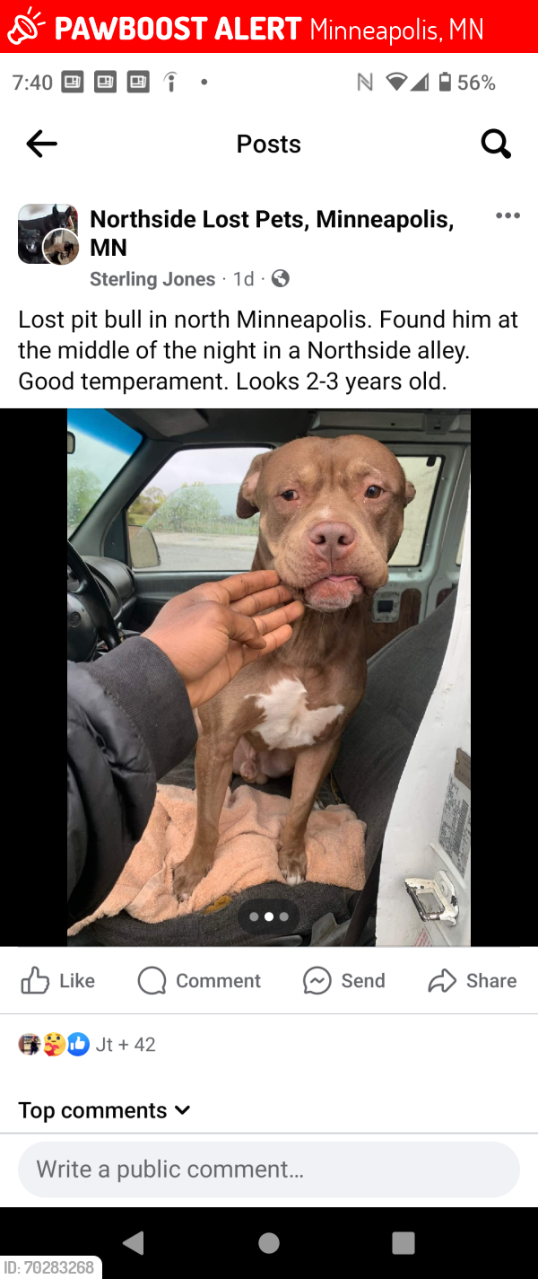 Lost Male Dog last seen North side alley , Minneapolis, MN 55430