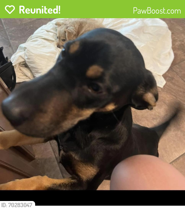 Reunited Female Dog last seen Green meadows subdivision , Buda, TX 78610