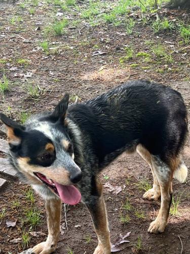 Lost Male Dog last seen Fallton rd Hwy-18 near Fallon, NC, Shelby, NC 28150
