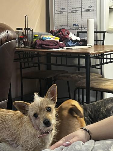 Lost Female Dog last seen 11th ave near jr high and Travis , Mineral Wells, TX 76067