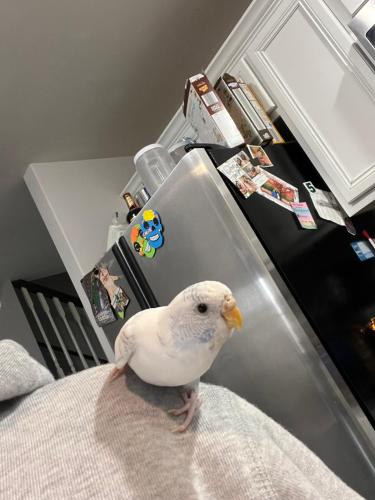 Lost Female Bird last seen Busse Rd , W Irving Park Rd & Foster Ave , Bensenville, IL 60106