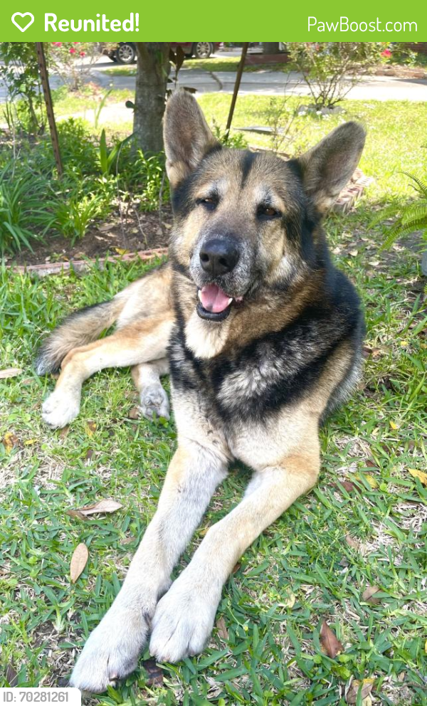 Reunited Male Dog last seen Alabonson Rd and W.Gulf Bank, Houston, TX 77088