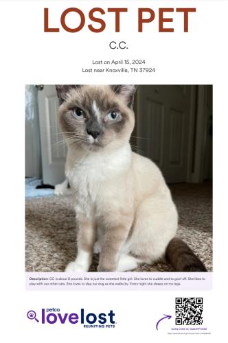 Lost Female Cat last seen Millertown Pike, Knoxville, TN 37924