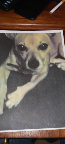Lost Female Dog last seen Circuit drive & Mariposa ave, Citrus Heights, CA 95610