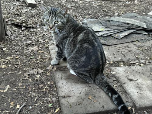 Lost Male Cat last seen Nora Rd Knoxville, TN, Knoxville, TN 37918