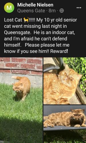 Lost Male Cat last seen Rowalter & Preston Rd. , Frisco, TX 75035