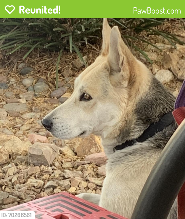 Reunited Male Dog last seen N Pecos Rd & E Owens Ave, Las Vegas, NV 89101, USA, Las Vegas, NV 89101