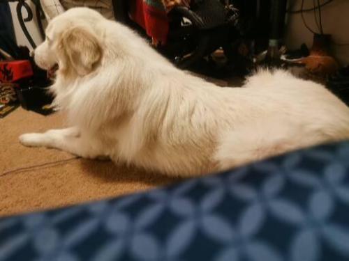 Lost Male Dog last seen Outside, Prince Frederick, MD 20678