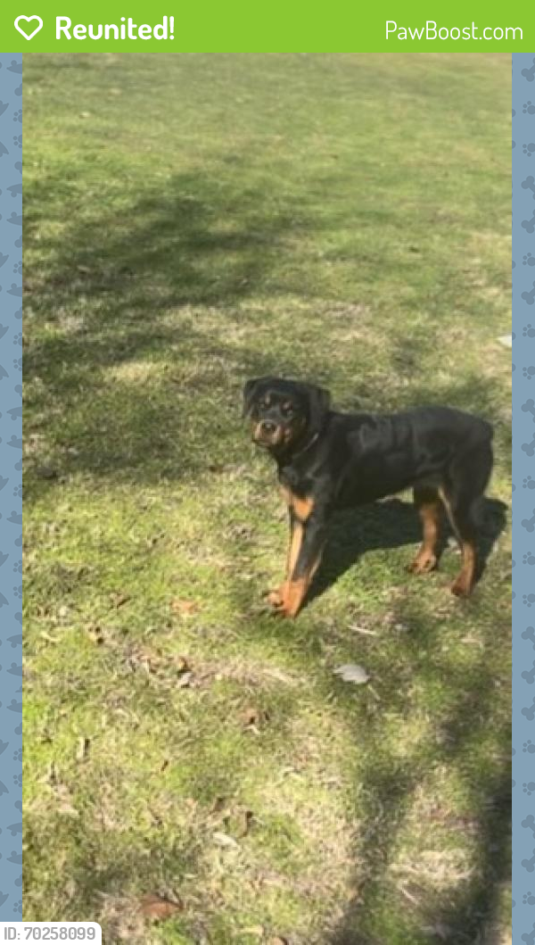Reunited Female Dog last seen McDonald, McKinney, TX 75069