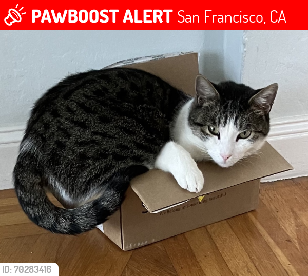 Lost Male Cat last seen 47th ave & Vicente St, San Francisco, CA 94116