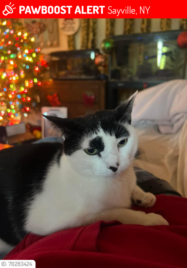 Lost Male Cat last seen Depot Street and Railroad Ave around Brinkmann’s & Station Pub area, Sayville, NY 11782
