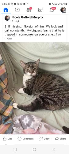 Lost Male Cat last seen Catalpa, Across from Spicy Mikes, Amarillo, TX 79110