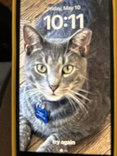 Lost Male Cat last seen East20th street between 1st avenue and avenue C, New York, NY 10011