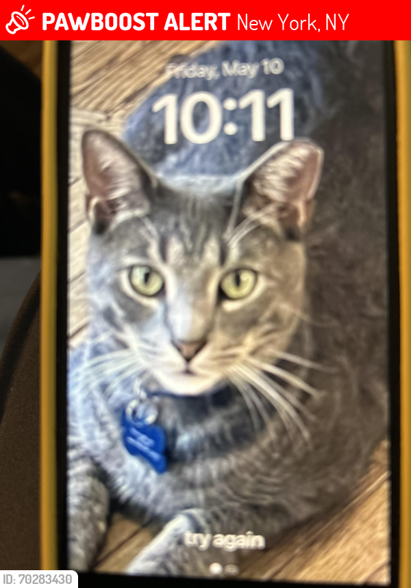 Lost Male Cat last seen East20th street between 1st avenue and avenue C, New York, NY 10011
