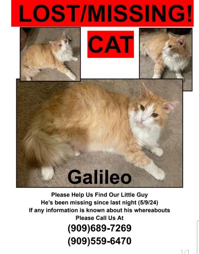 Lost Male Cat last seen McKinley and Magnolia, Riverside, CA 92503