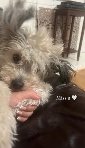 Lost Female Dog last seen West bound 91 freeway and valley view, Buena Park, CA 90621