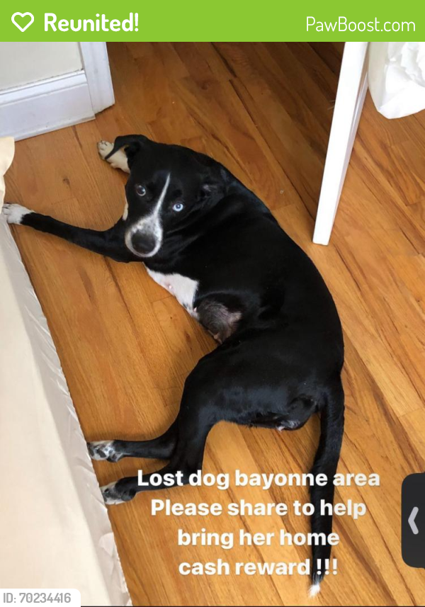 Reunited Female Dog last seen West 54th street Bayonne NJ, Bayonne, NJ 07002