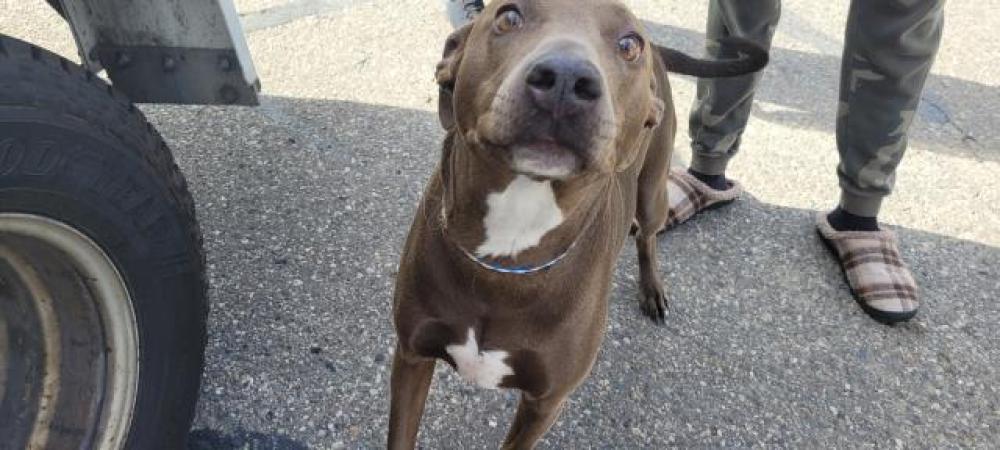 Shelter Stray Male Dog last seen Near BLOCK SCOTTEN ST, DETROIT, MI 48210, Detroit, MI 48211