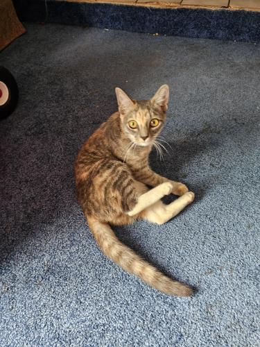 Lost Female Cat last seen Wesport rd, Jacksonville, FL 32244