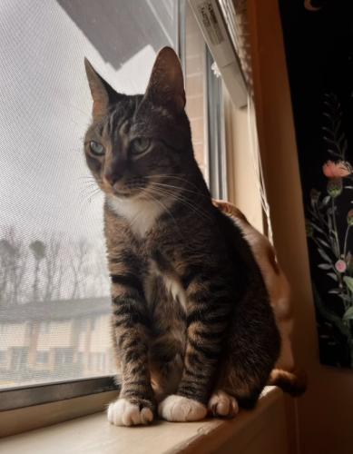 Lost Male Cat last seen auburn st. and van st. in the alley, Middletown, OH 45042