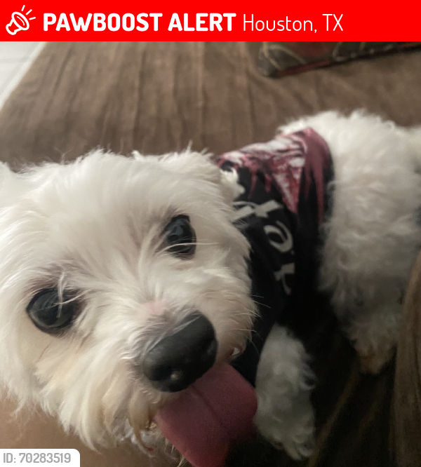 Lost Female Dog last seen Kirkwood Country, Houston, TX 77099