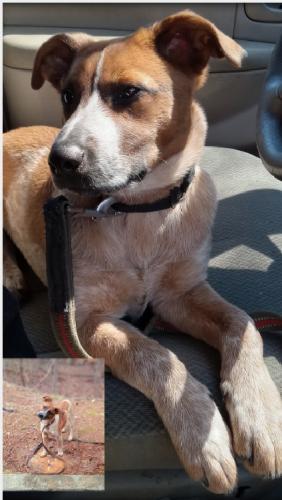 Lost Female Dog last seen Bob Wagges road, Bogart, GA 30622