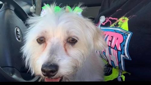 Lost Female Dog last seen It’ll be 3 yrs this Memorial Day!!! And we still have hope!, Port Aransas, TX 78335